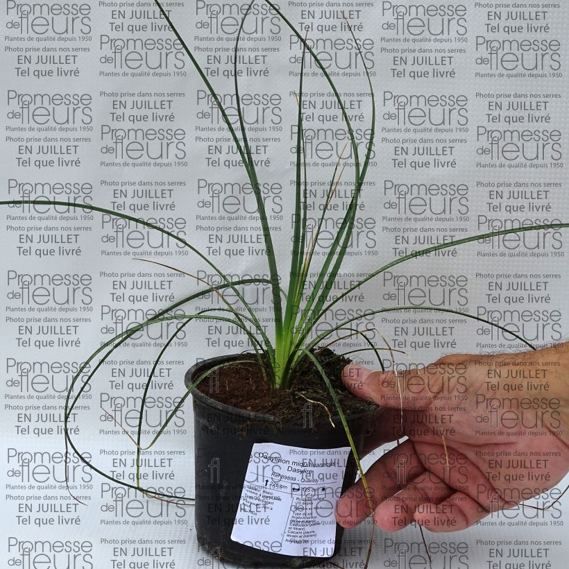 Ejemplar de Dasylirion miquihuanensis Maceta de 12 cm / 13 cm entregado en verano