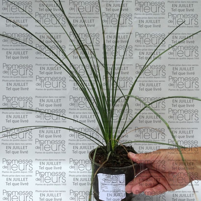 Ejemplar de Dasylirion quadrangulatum - Dasylire ou Sotol quadrangulaire Pot de 12 cm entregado en verano