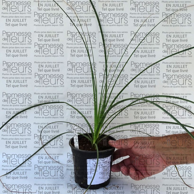 Ejemplar de Dasylirion texanum - Sotol de Texas Maceta de 12 cm / 13 cmAltura de entrega aprox. 15/20cm entregado en verano