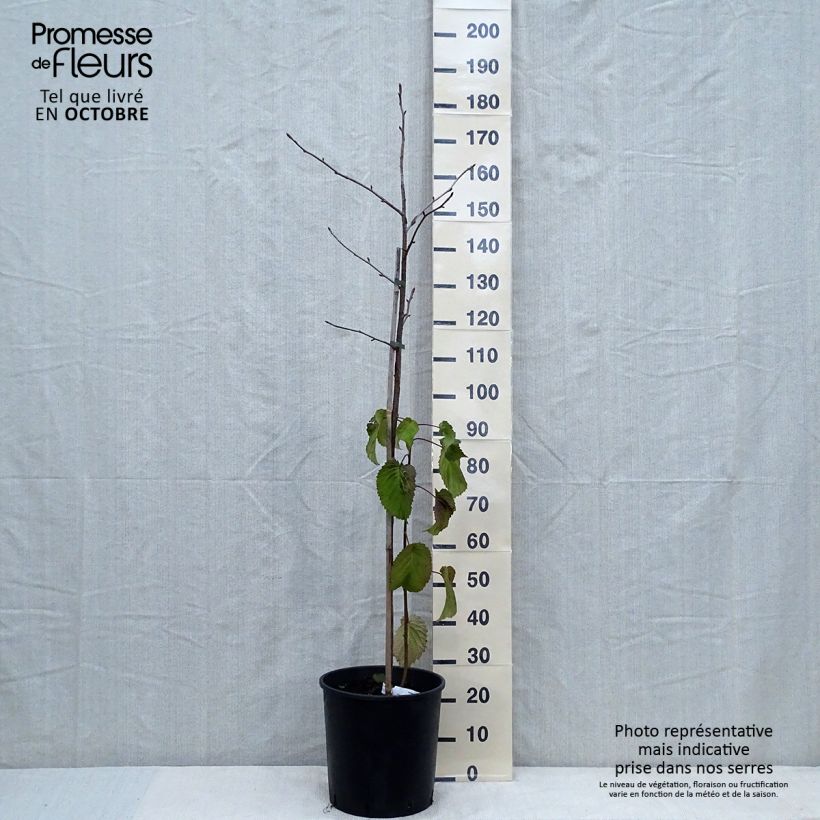 Ejemplar de Davidia involucrata var. vilmoriniana Maceta 18L/20L entregado en otoño