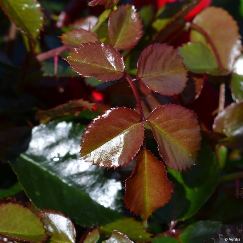 Rosal New Vesuvia (Follaje)