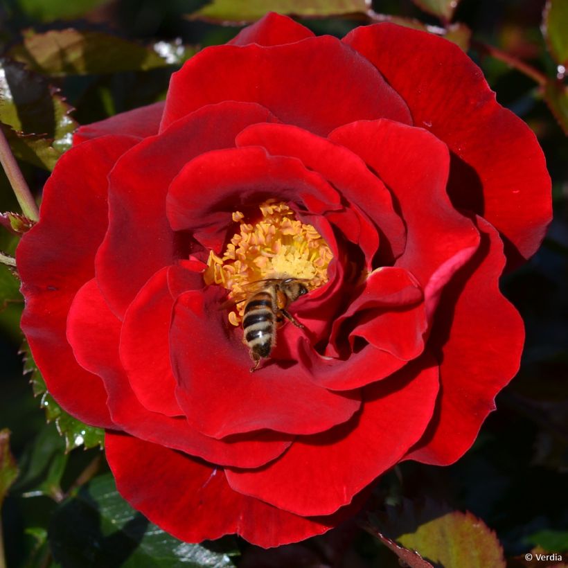 Rosal New Vesuvia (Floración)
