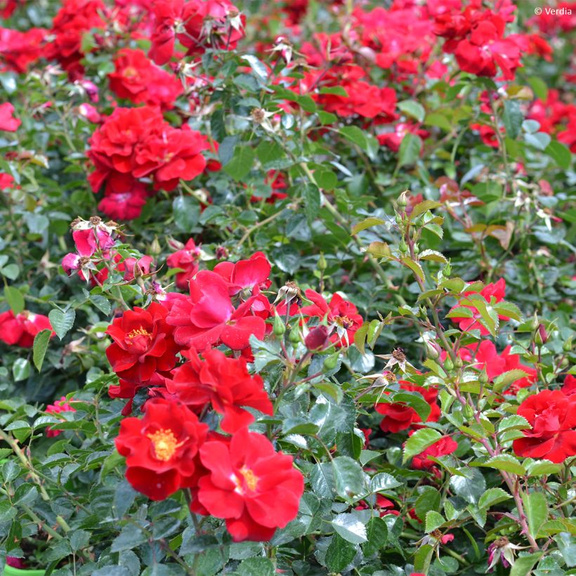 Rosal New Vesuvia (Porte)