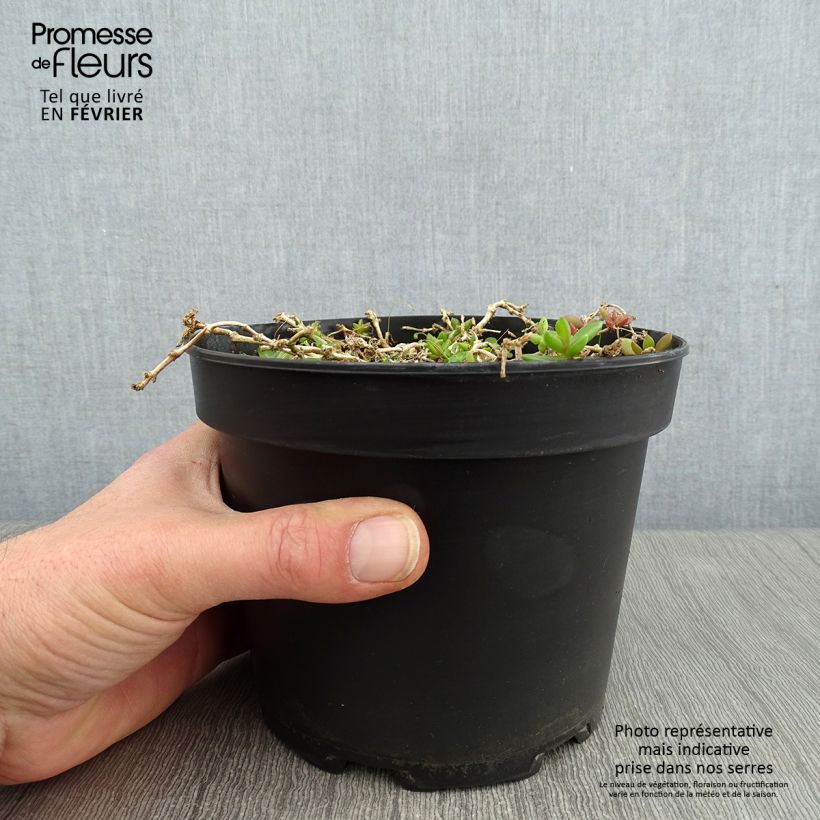 Delosperma cooperi Table Mountain - Alfombra rosa Maceta 2L/3L Ejemplar entregado en invierno
