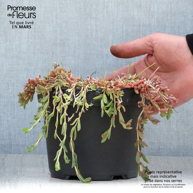 Delosperma cooperi Table Mountain - Alfombra rosa Maceta 2L/3L Ejemplar entregado en la primavera