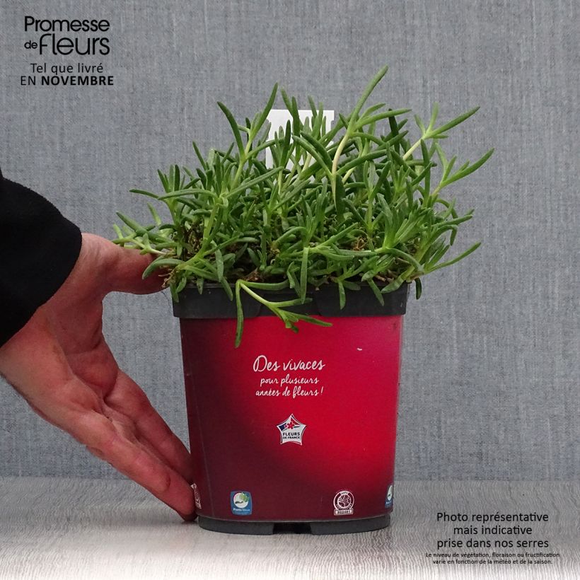 Ejemplar de Delosperma Wheels of Wonder Fire - Alfombra rosa Maceta 2L/3L entregado en otoño
