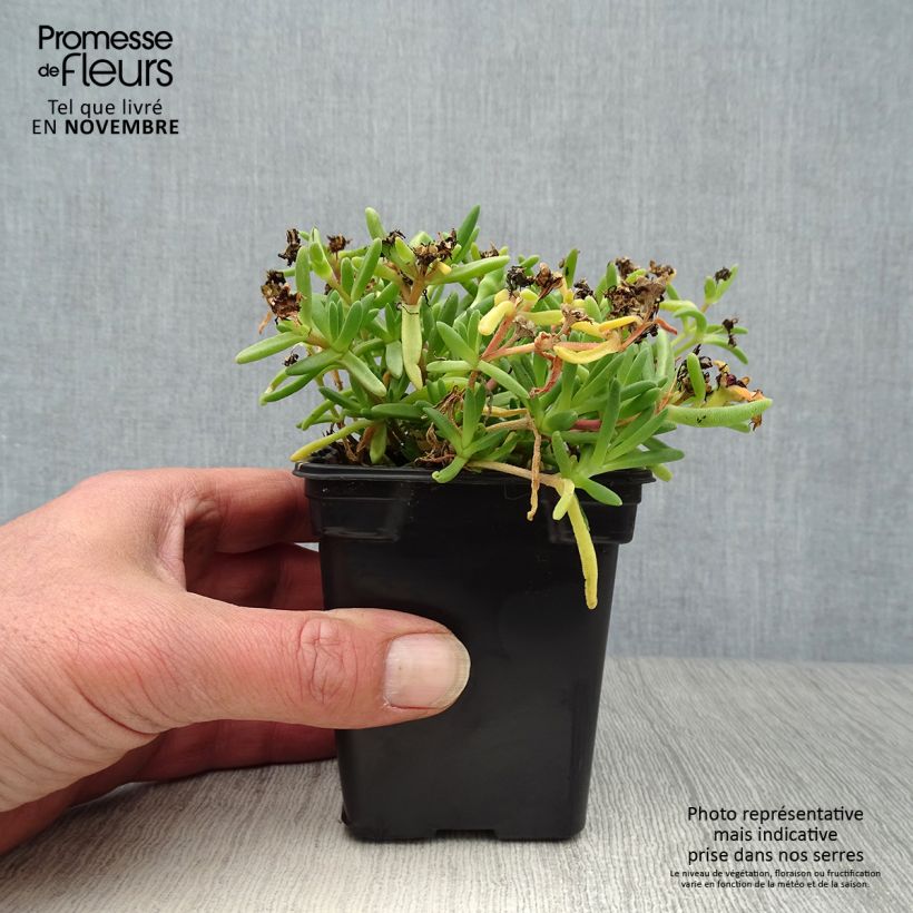 Ejemplar de Delosperma Wheels of Wonder Fire - Alfombra rosa Maceta de 7/8 cm entregado en otoño
