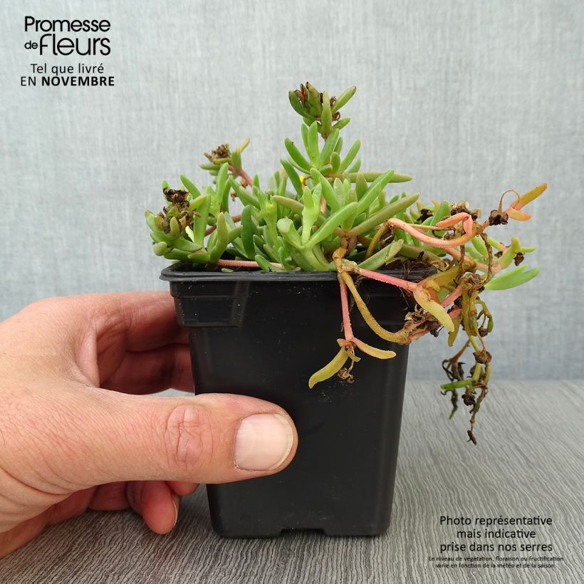 Ejemplar de Delosperma Wheels of Wonder Golden - Alfombra rosa Maceta de 7/8 cm entregado en otoño