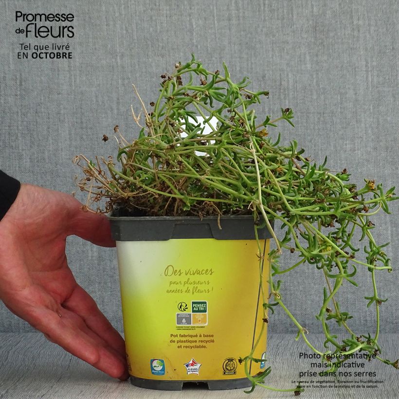 Ejemplar de Delosperma Wheels of Wonder Golden - Alfombra rosa Maceta 2L/3L entregado en otoño