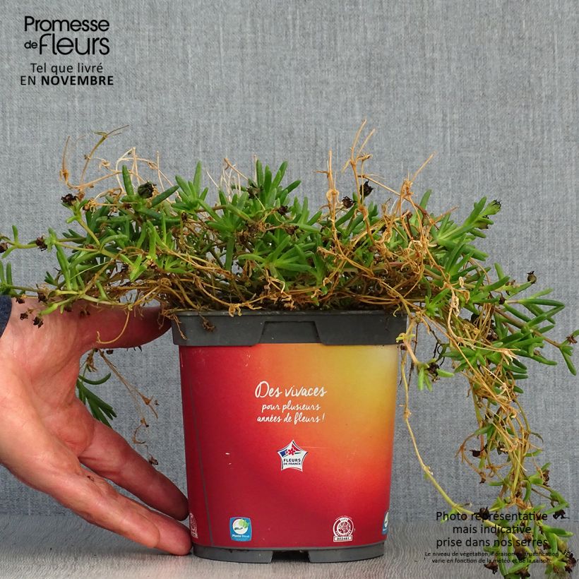 Ejemplar de Delosperma Wheels of Wonder Orange - Alfombra rosa Maceta 2L/3L entregado en otoño
