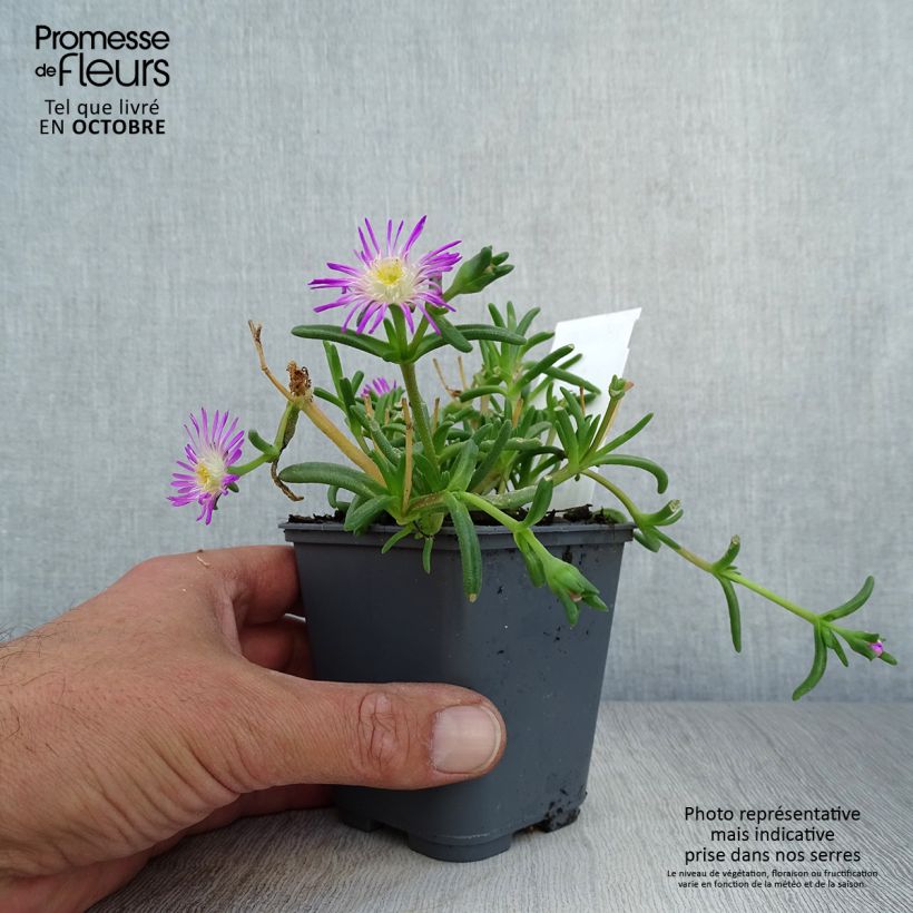 Ejemplar de Delosperma Wheels of Wonder Violet - Alfombra rosa Maceta de 8/9 cm entregado en otoño
