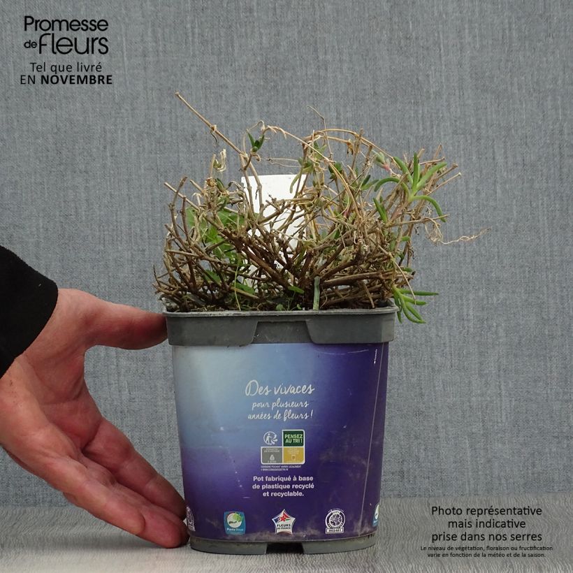 Ejemplar de Delosperma Wheels of Wonder Violet - Alfombra rosa Maceta 2L/3L entregado en otoño