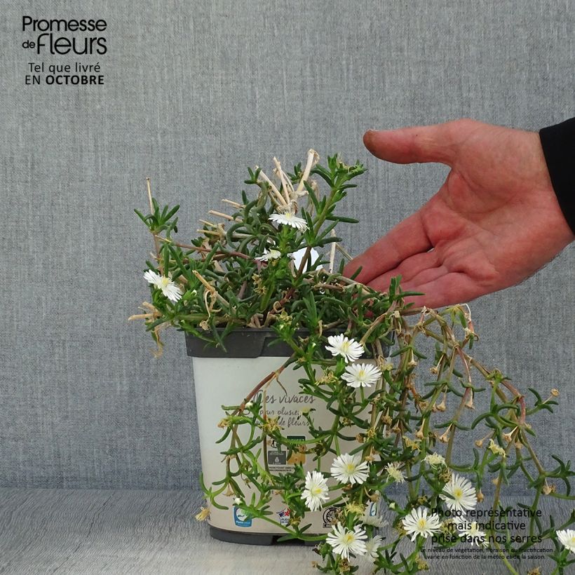 Ejemplar de Delosperma Wheels of Wonder White - Alfombra rosa Maceta 2L/3L entregado en otoño