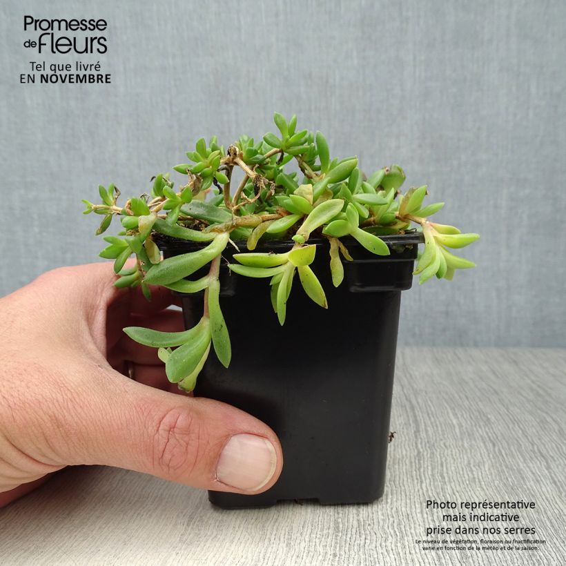 Ejemplar de Delosperma cooperi - Alfombra rosa Maceta de 7/8 cm entregado en otoño
