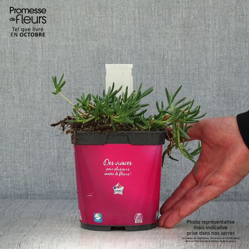 Ejemplar de Delosperma cooperi - Alfombra rosa Maceta 2L/3L entregado en otoño