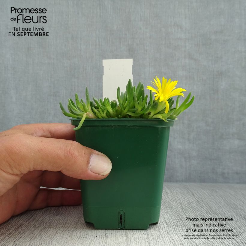 Ejemplar de Delosperma deschampsii Maceta de 8/9 cm entregado en otoño