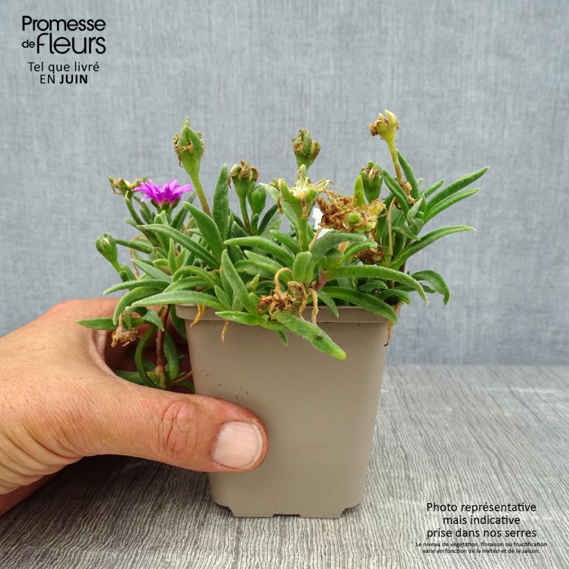 Ejemplar de Delosperma sutherlandii Maceta de 8/9 cm entregado en verano