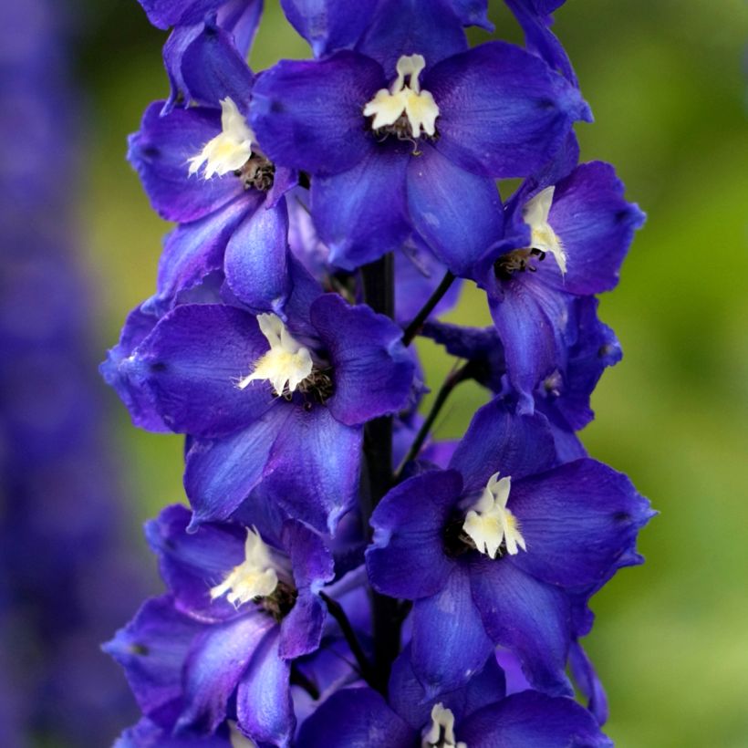 Espuela de caballero - Delphinium Pacific-hybrid Magic Fountain Dark Blue-White Be (Floración)