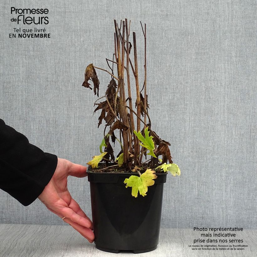 Ejemplar de Espuela de caballero - Delphinium elatum Highlander Flamenco Maceta 2L/3L entregado en otoño