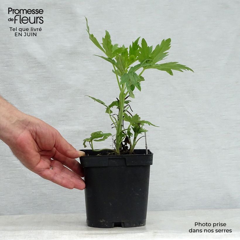Ejemplar de Espuela de caballero - Delphinium Pacific-hybrid Black Knight Maceta 2L/3L entregado en verano
