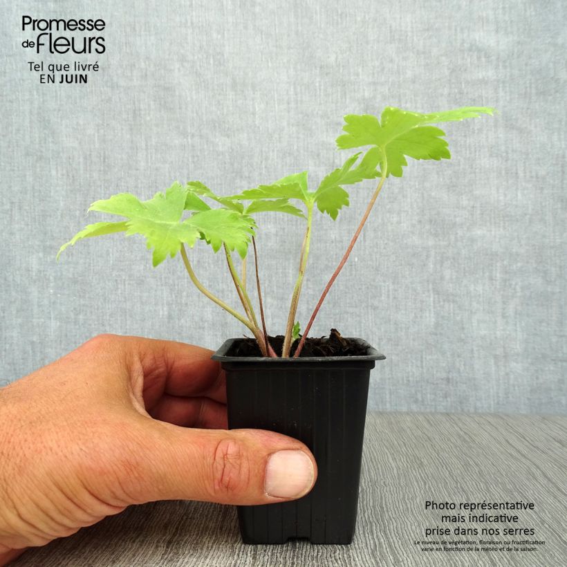 Ejemplar de Espuela de caballero - Delphinium Pacific-hybrid Black Knight Maceta de 7/8 cm entregado en verano