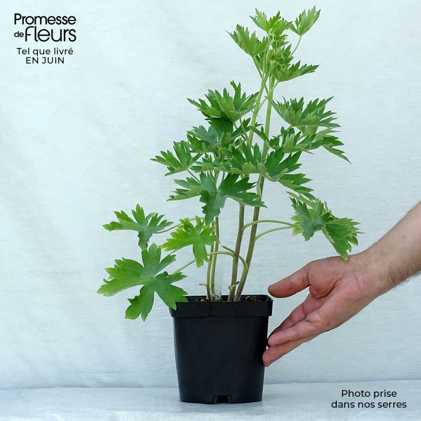 Ejemplar de Espuela de caballero - Delphinium Pacific-hybrid Blue Biird Maceta 2L/3L entregado en verano