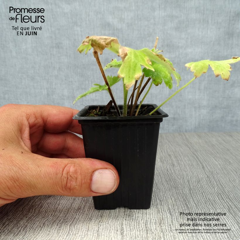 Ejemplar de Espuela de caballero - Delphinium Pacific-hybrid Blue Biird Maceta de 7/8 cm entregado en verano