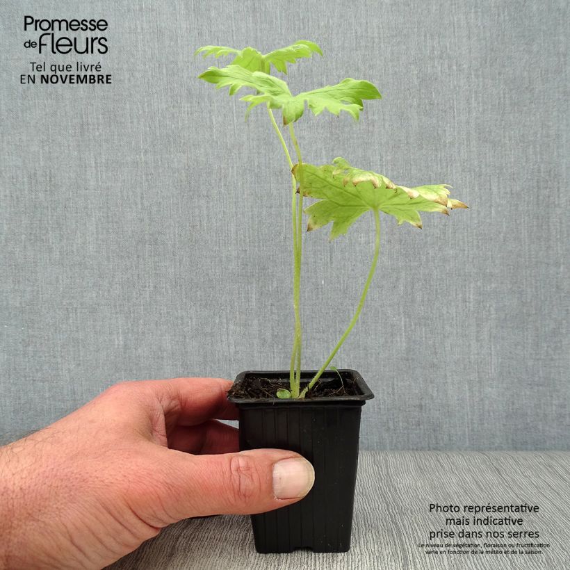Ejemplar de Espuela de caballero - Delphinium Pacific-hybrid Galahad Maceta de 7/8 cm entregado en otoño