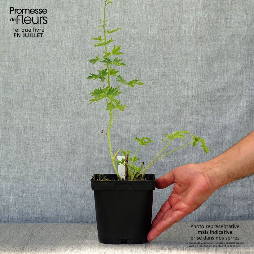 Ejemplar de Espuela de caballero - Delphinium Pacific-hybrid Galahad Maceta 2L/3L entregado en verano