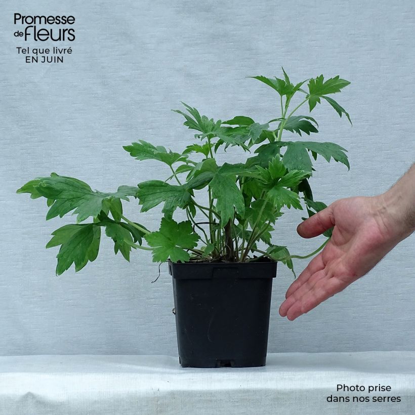 Ejemplar de Espuela de caballero - Delphinium Pacific-hybrid King Arthur Maceta 2L/3L entregado en verano