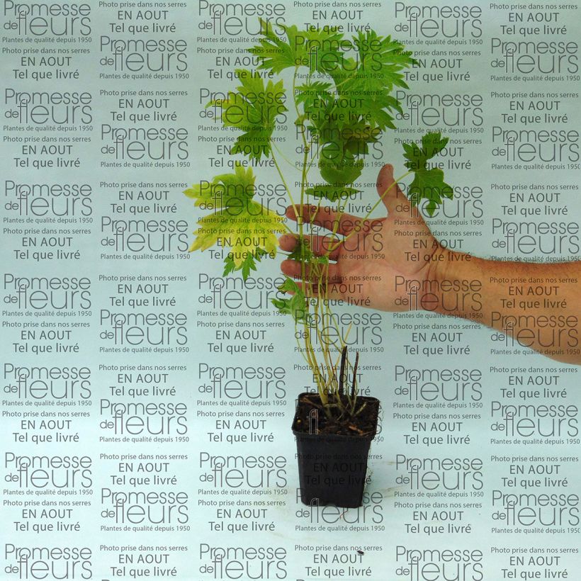 Ejemplo de ejemplar de Espuela de caballero - Delphinium Pacific-hybrid Cameliard Maceta de 8/9 cm tal y como se entrega