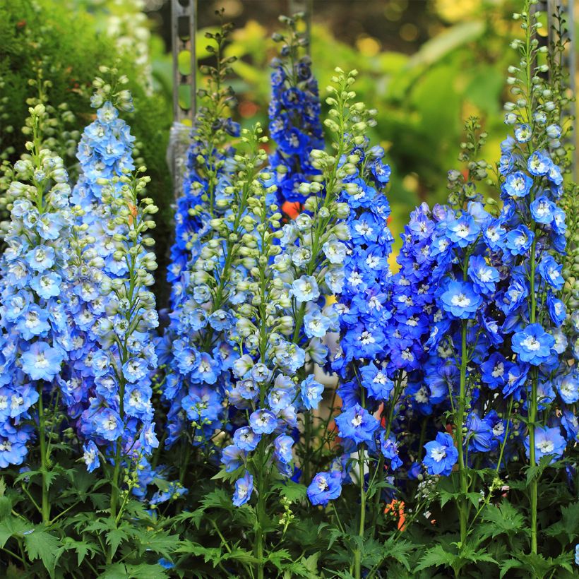 Espuela de caballero - Delphinium Pacific-hybrid Magic Fountain Sky Blue-White Bee (Porte)