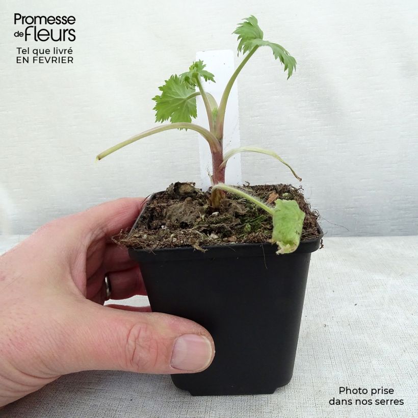 Espuela de caballero - Delphinium elatum Double Innocence Maceta de 8/9 cm Ejemplar entregado en invierno