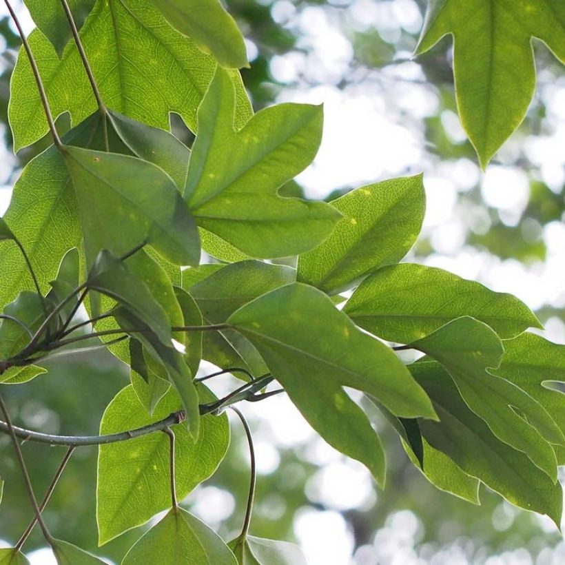 Dendropanax japonicus (Follaje)