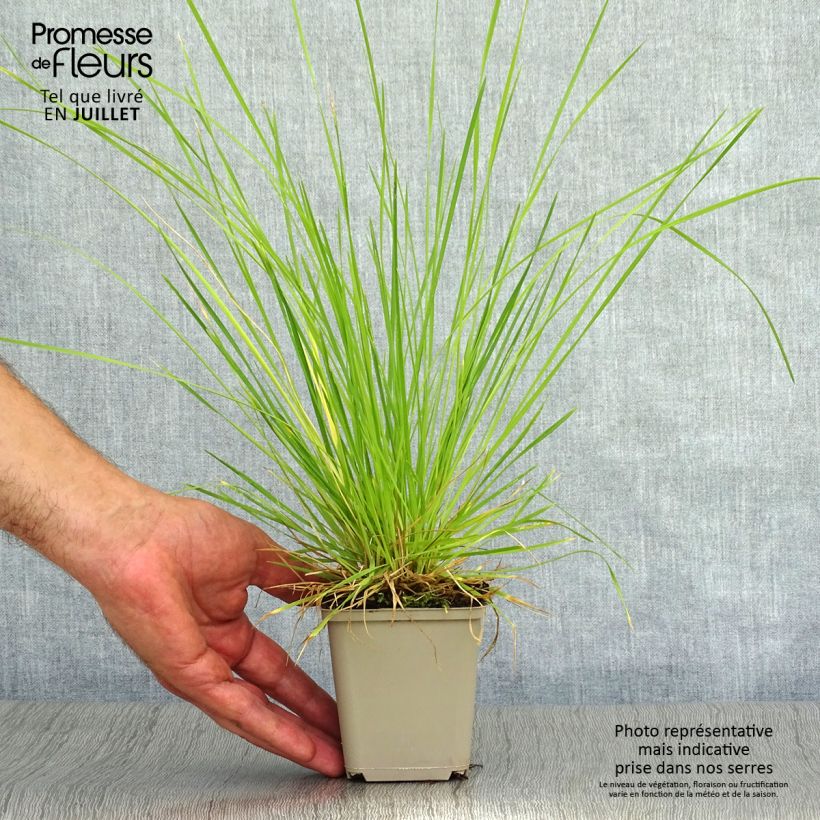 Ejemplar de Deschampsia caespitosa Bronzeschleier - Grama de monte Maceta de 8/9 cm entregado en verano