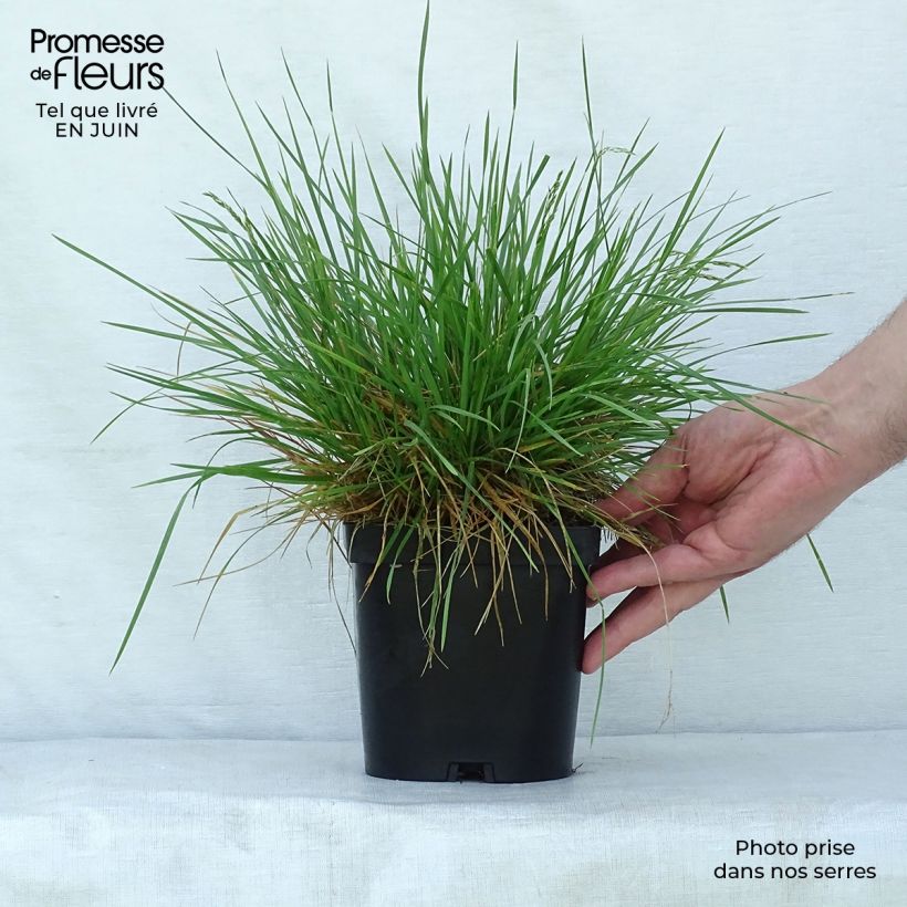 Ejemplar de Deschampsia caespitosa Goldschleier - Grama de monte Maceta 1,5L/2L entregado en verano