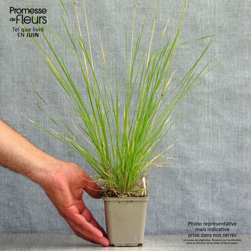 Ejemplar de Deschampsia caespitosa Goldtau - Grama de monte Maceta de 8/9 cm entregado en verano