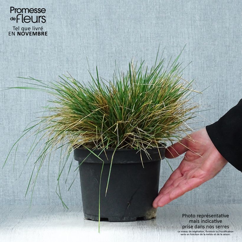 Ejemplar de Deschampsia caespitosa Goldtau - Grama de monte Maceta 2L/3L entregado en otoño