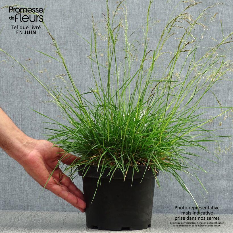 Ejemplar de Deschampsia caespitosa Goldtau - Grama de monte Maceta 2L/3L entregado en verano