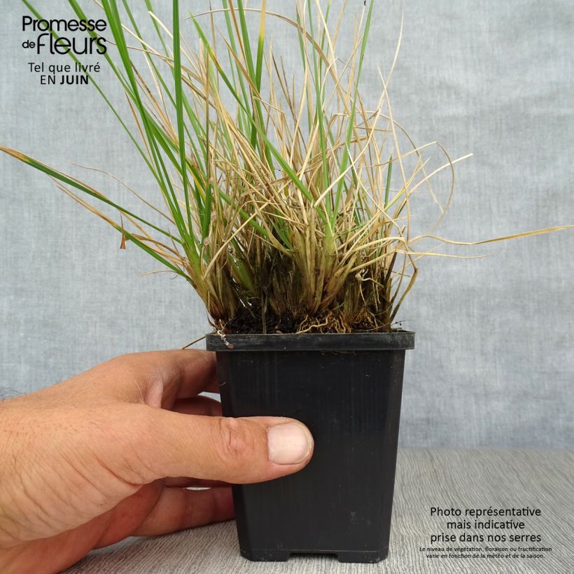 Ejemplar de Deschampsia caespitosa Palava - Grama de monte Maceta de 8/9 cm entregado en verano