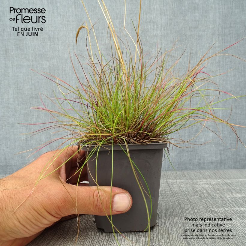 Ejemplar de Deschampsia flexuosa - Heno Maceta de 8/9 cm entregado en verano