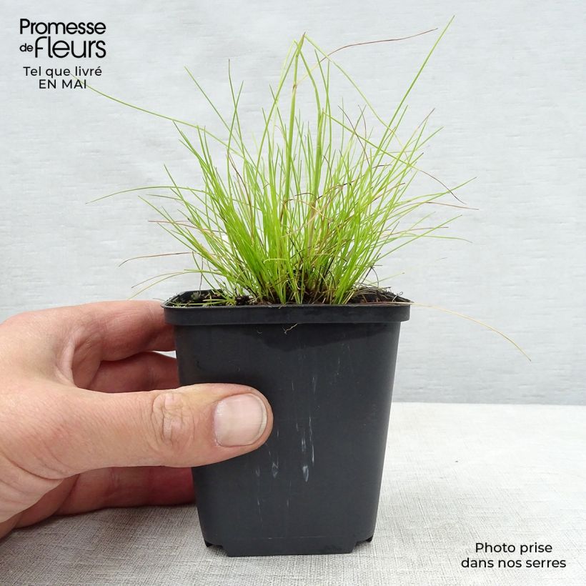 Deschampsia flexuosa Tatra Gold - Heno Maceta de 8/9 cm Ejemplar entregado en la primavera