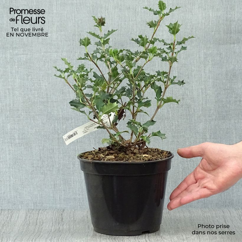 Ejemplar de Desfontainia spinosa Maceta 3L/4L entregado en otoño