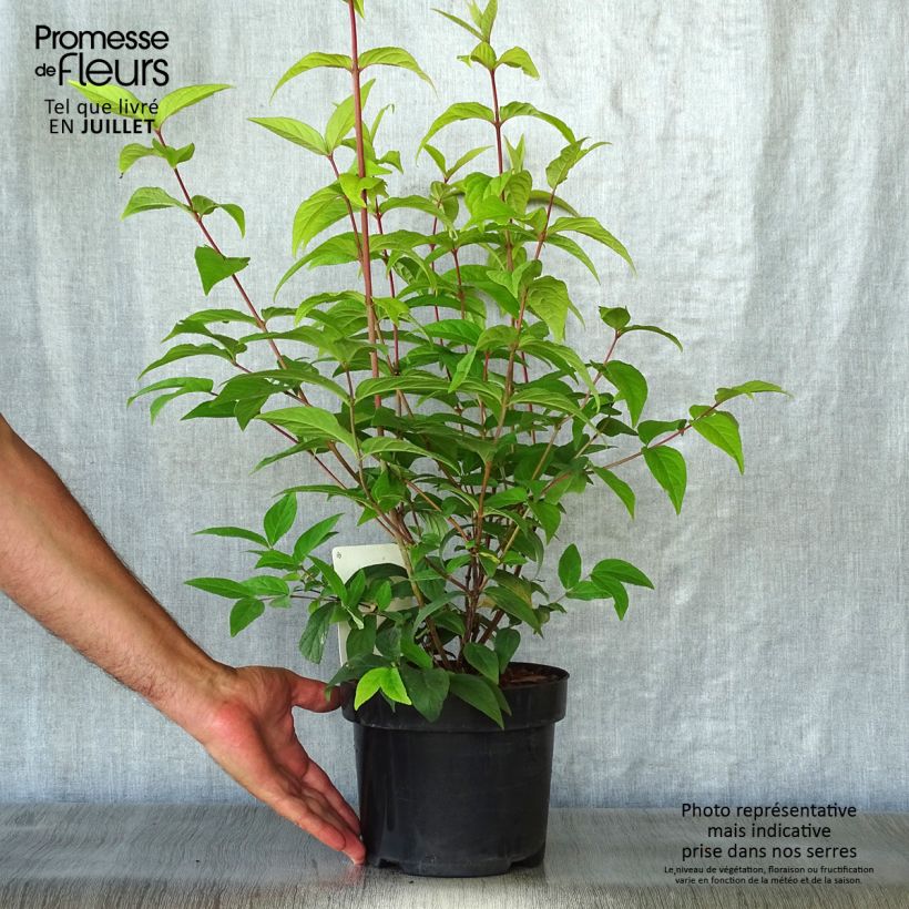 Ejemplar de Deutzia Perle Rose Maceta 3L/4L entregado en verano