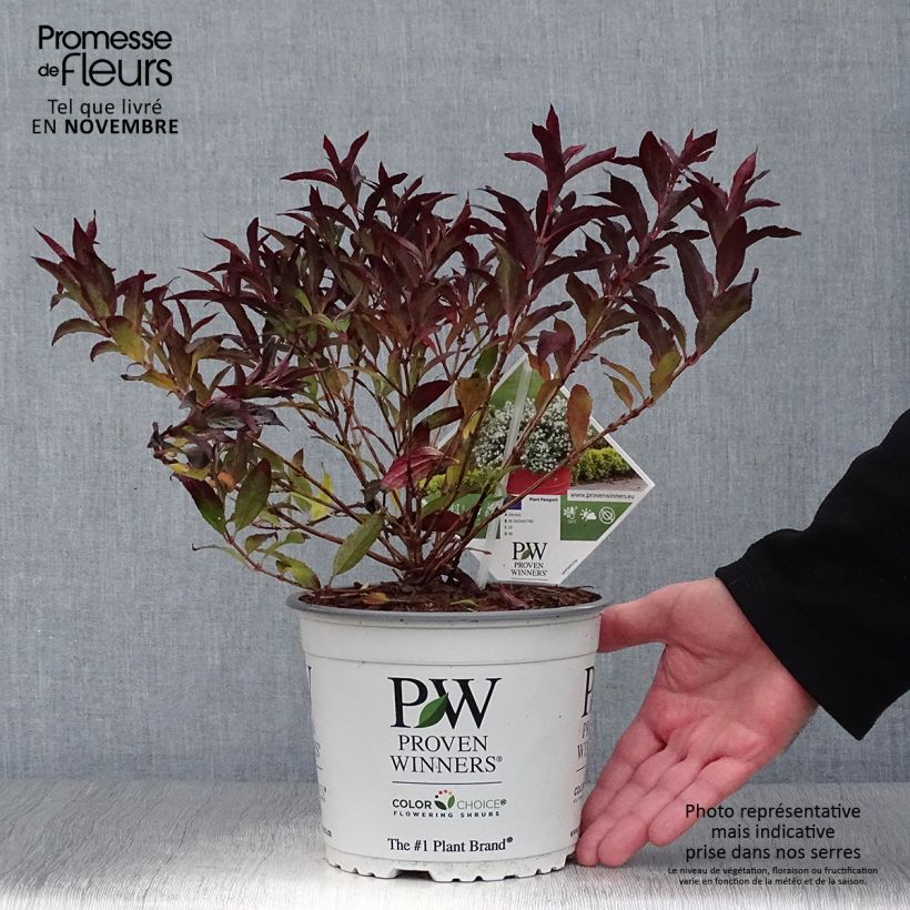 Ejemplar de Deutzia Yuki Snowflake Maceta 2L/3L entregado en otoño