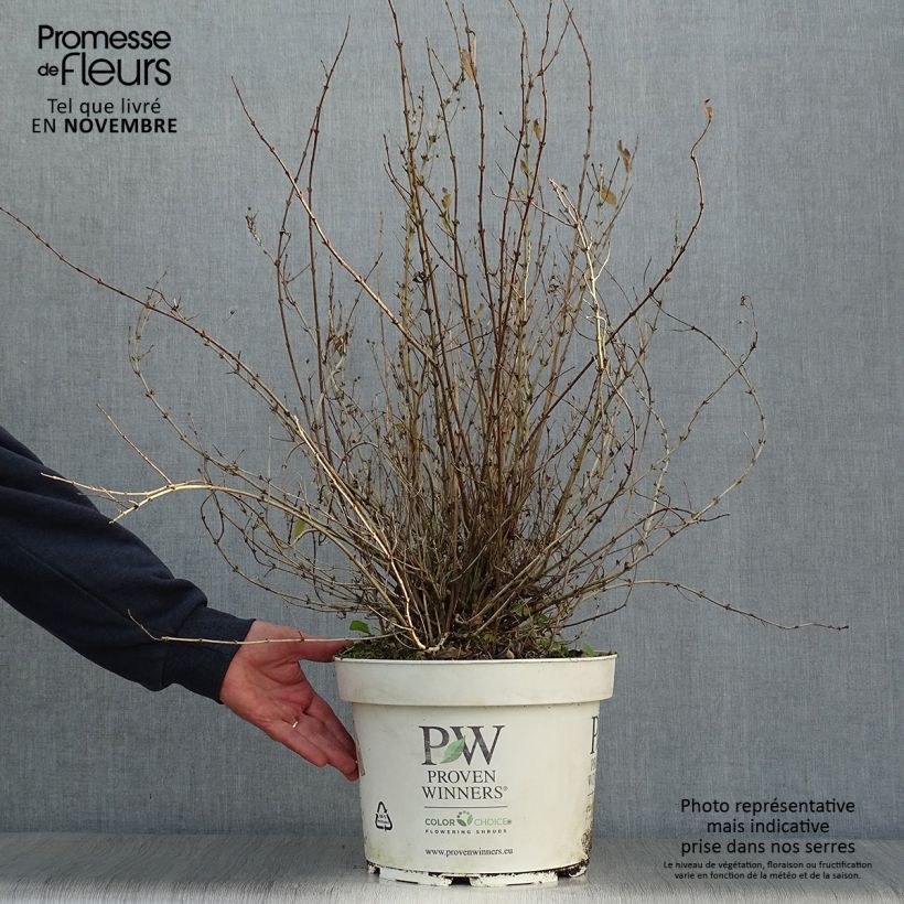 Ejemplar de Deutzia Yuki Snowflake Maceta 7,5L/10L entregado en otoño