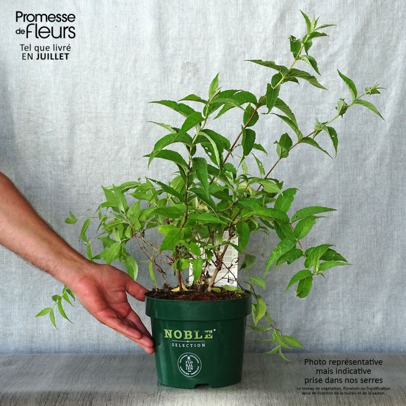 Ejemplar de Deutzia compacta Lavender Time - Deutzie en pot de 3/4L entregado en verano