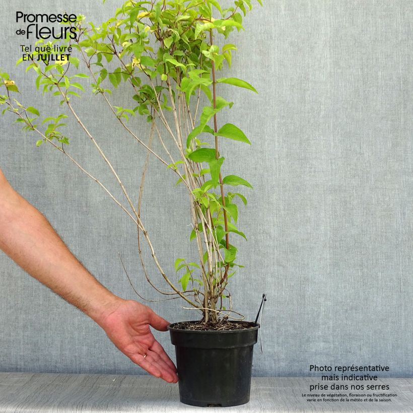 Ejemplar de Deutzia crenata Pride of Rochester Maceta 2L/3L entregado en verano