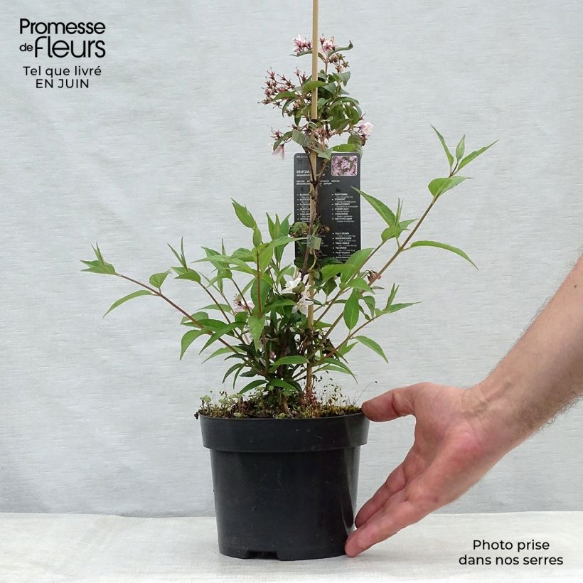Ejemplar de Deutzia elegantissima Rosealind Maceta 2L/3L entregado en verano