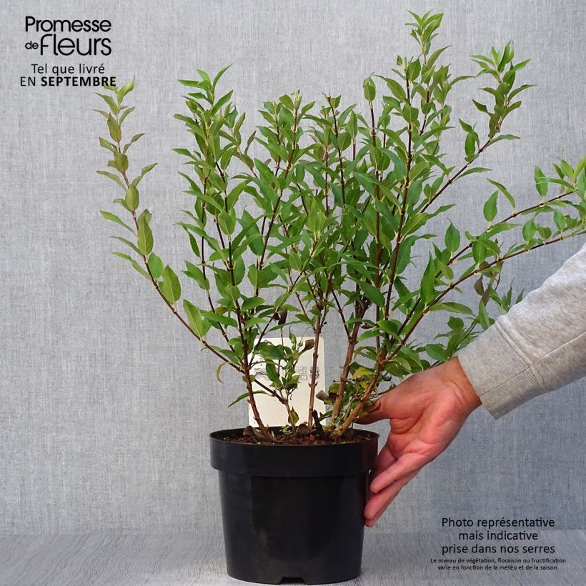 Ejemplar de Deutzia gracilis Maceta 2L/3L entregado en otoño